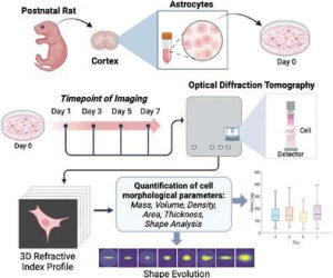 Cnr and JHU team study reveals astrocyte morphogenesis with optical diffraction tomography