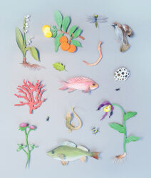 Il Gateway della Biodiversità al Forum Nazionale della Biodiversità 2025