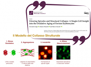 Spicole luminose e collasso strutturale: una visione unicellulare dell’invecchiamento ossidativo degli eritrociti del favismo