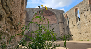 Aree archeologiche santuari della biodiversità