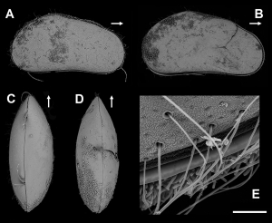 Scoperta una nuova specie estremofila di ostracode in una grotta sulfurea dell’Albania