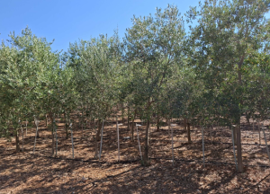 Un partenariato pubblico-privato contro la Xylella