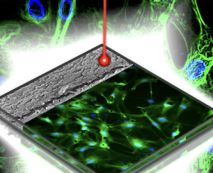 Sustainable Bioelectronics for the Brain: One Health Graphene-Based Platform for Neuroglial Probing and Sensing