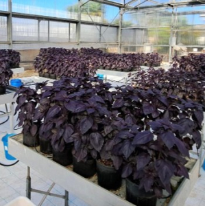 Irrigazione “smart” per il basilico viola: meno acqua, più qualità nutrizionale