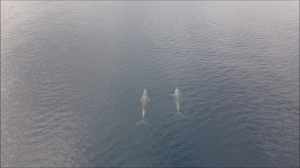 Il Cnr-Irbim impegnato nella missione “Tracce nel Blu” del progetto “Il Viaggio delle Balene –  In rotta per la Biodiversità”